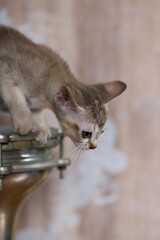 Aktives Singapura Kitten