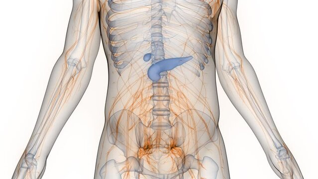Human Internal Organs Pancreas with Gallbladder Anatomy Animation Concept