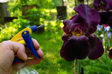 Spray treatment with a special solution of iris flowers in the garden. Garden care concept