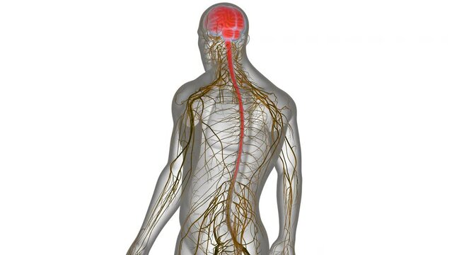 Central Organ of Human Nervous System Brain Anatomy Animation Concept