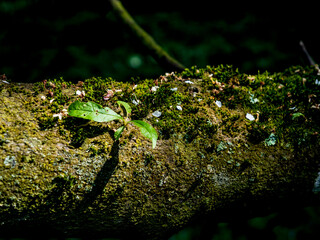 green moss on the stone