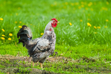 cute rooster crowing on the farm....