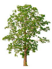Obraz premium Lush Green Tree Isolated on White