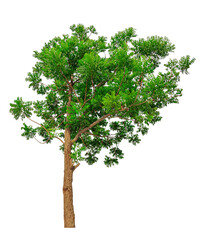 Obraz premium Tree Isolated On White Background