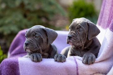 Two cute gray Cane Corso puppy on a checkered purple blanket