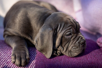 Cute gray Cane Corso puppy on a checkered purple blanket