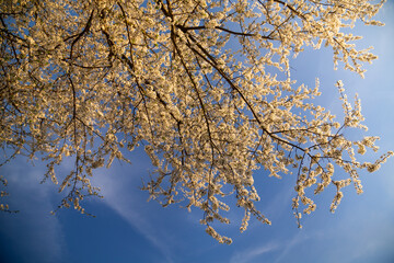 Blooming plum against blue spring sky