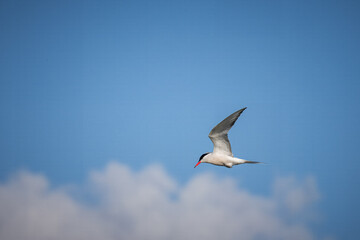 Common tern (Sterna hirundo) flies in a blue sky with white clouds on a sunny summer day. Close-up portrait of common tern in flight on a sunny summer evening with copyspace.