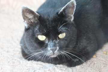 animal gato - Felis catus