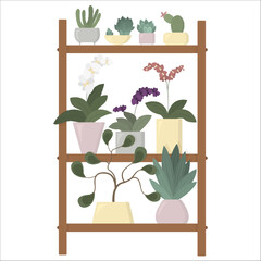 Homeplants in stylish pots. Flowers on the shelves. Stand for organic plants. Orchids and succulents in the house. Design with natural elements isolated on the white background