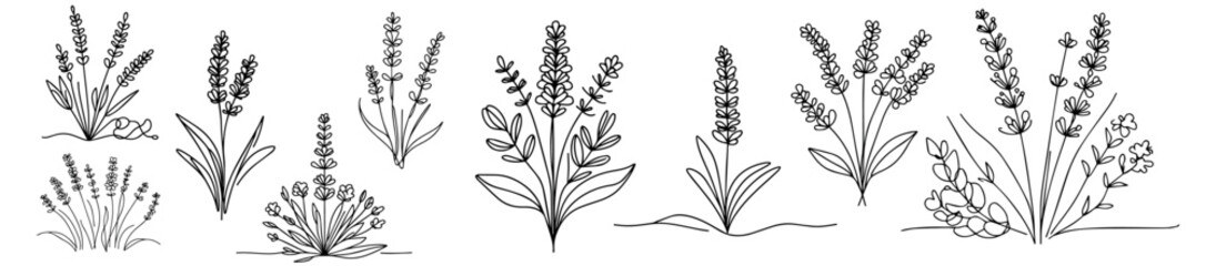 lavender sketches in line art style