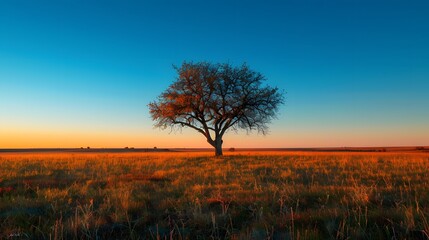 Fototapeta premium A lone tree stands tall in the middle of an open field, its branches reaching out towards the clear blue sky above it.This scene captures nature's beauty and tranquility in all their glory. 