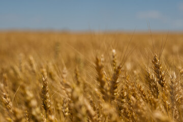 Close-up of golden wheat stalks in a vast field under a clear blue sky, showcasing the beauty of agriculture and harvest season.