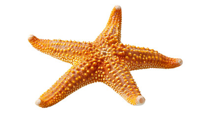 Bright orange starfish with a textured surface, showcasing its radial symmetry and natural ocean beauty, isolated on transparent background