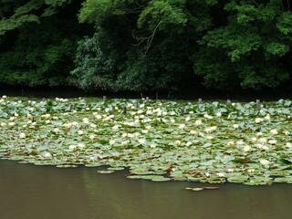池に浮かぶスイレン