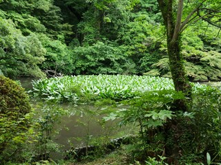 池に浮かぶスイレン