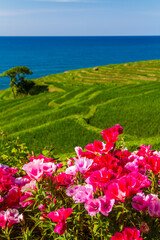 石川県　白米千枚田　初夏の輪島市棚田