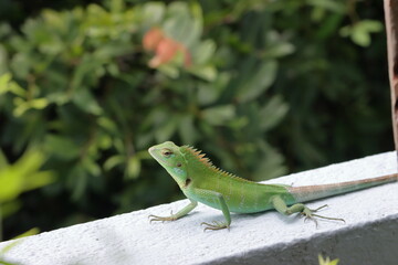 Closeup head of green iguana, Green iguana side view on wood, animal closeup
