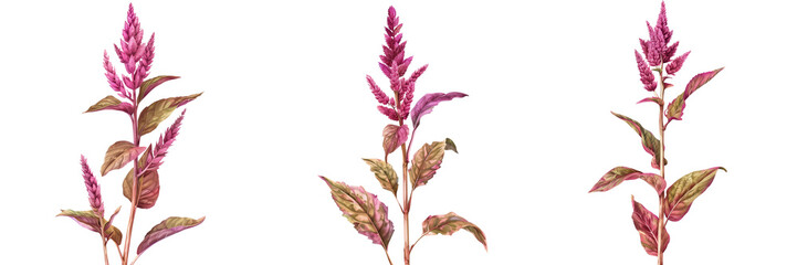 Amaranth. Flower of amaranth isolated on transparent background 