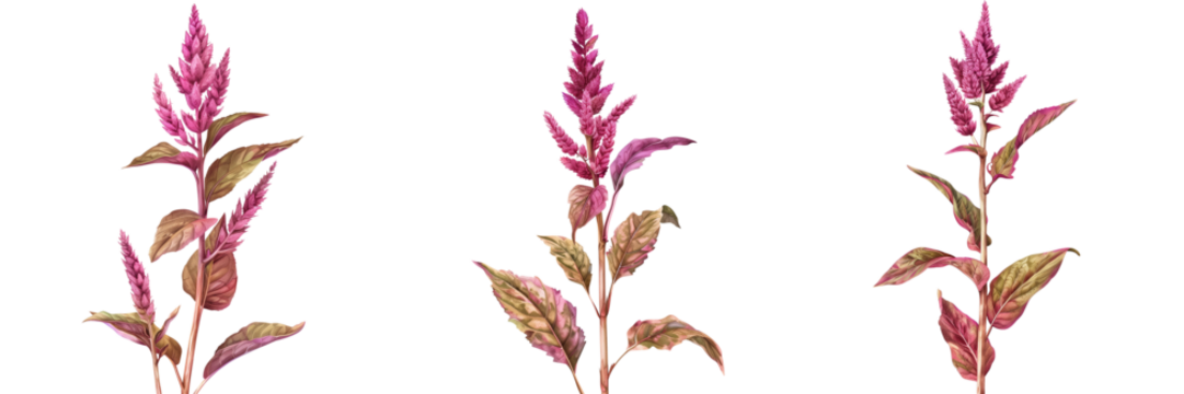 Amaranth. Flower of amaranth isolated on transparent background 
