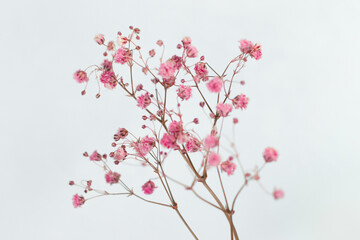 Beautiful color pink gypsophila twig isolated on white background