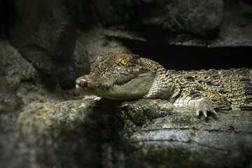 a swamp crocodile relaxing on a rock