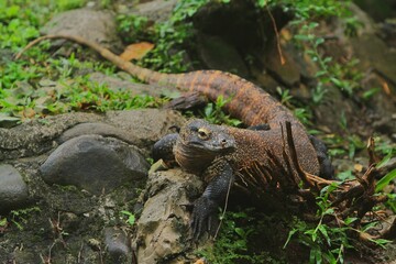 a Komodo dragon relaxing on a rock