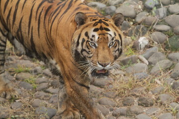 closeup of a bengal tiger