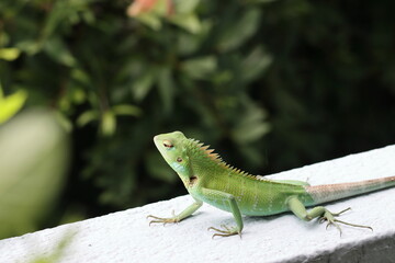 Closeup head of green iguana, Green iguana side view on wood, animal closeup