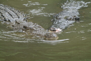 a pair of swamp crocodiles swimming in the pond