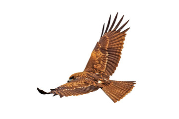 Black Kite in Flight