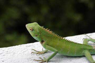Closeup head of green iguana, Green iguana side view on wood, animal closeup