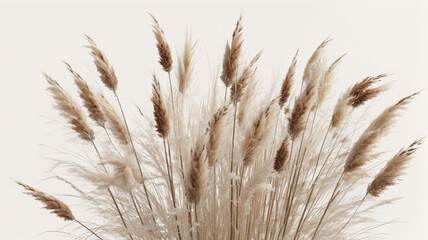 Fototapeta premium Serene Symphony: Beautiful Array of Pampas Grass and Dried Flowers in Cream, Brown, and White Tones, Generative AI
