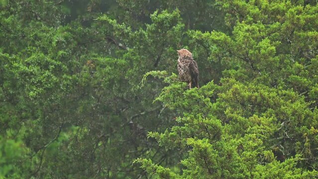 Great Horned Owl in a Cedar tree, looking around