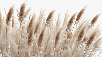 Dreamy Meadows: Captivating Display of Pampas Grass and Dried Flowers in Cream, Brown, and White Hues, Generative AI