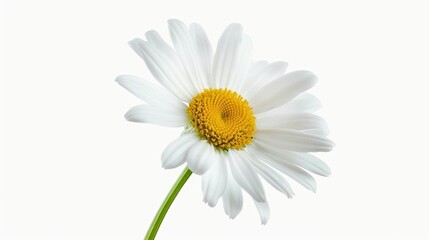 a daisy flower Isolated on white background. concept of object nature for designer.