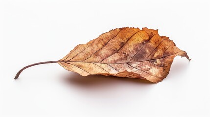 Fototapeta premium dead leaf Isolated on white background. concept of object nature for designer.