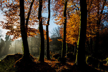Obraz premium Autumn in La Fageda D En Jorda Forest, La Garrotxa, Spain