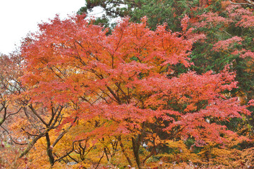 京都の紅葉