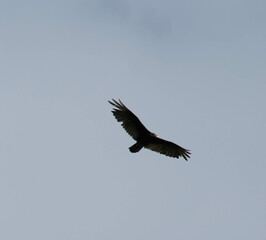 turkey vulture soaring high above