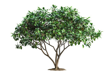 Obraz premium Green Tree Isolated on Black Background