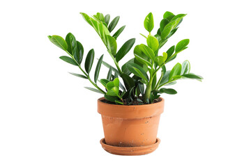 Green Plant in Terracotta Pot Isolated On White Background