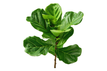 Green Fiddle Leaf Fig Plant Branch with Leaves Isolated On White Background