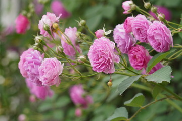 The rose blossoms of the fence in spring