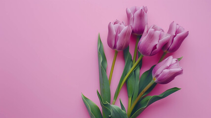 Obraz premium Purple tulips on a pastel seafoam green background with plenty of space for copy