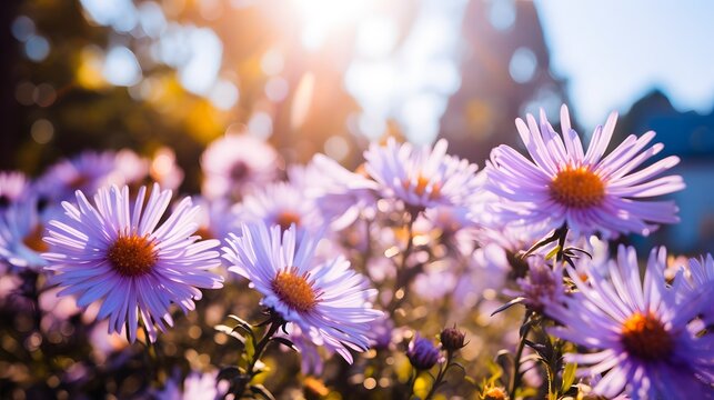 Close-up of purple asters in full bloom, basking in the sunlight, creating a vibrant and cheerful garden scene. - Powered by Adobe
