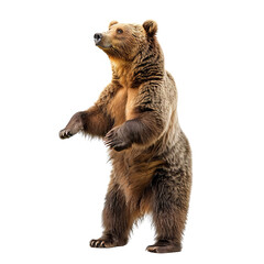 Obraz premium Upright grizzly bear standing on hind legs, showcasing its strength and grandeur against a white background.