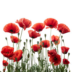 Naklejka premium Vibrant red poppies in full bloom against a white background, showcasing the beauty of these delicate flowers.