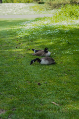 Geese lying on a grassy area