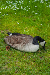 Goose lying in grass, eating